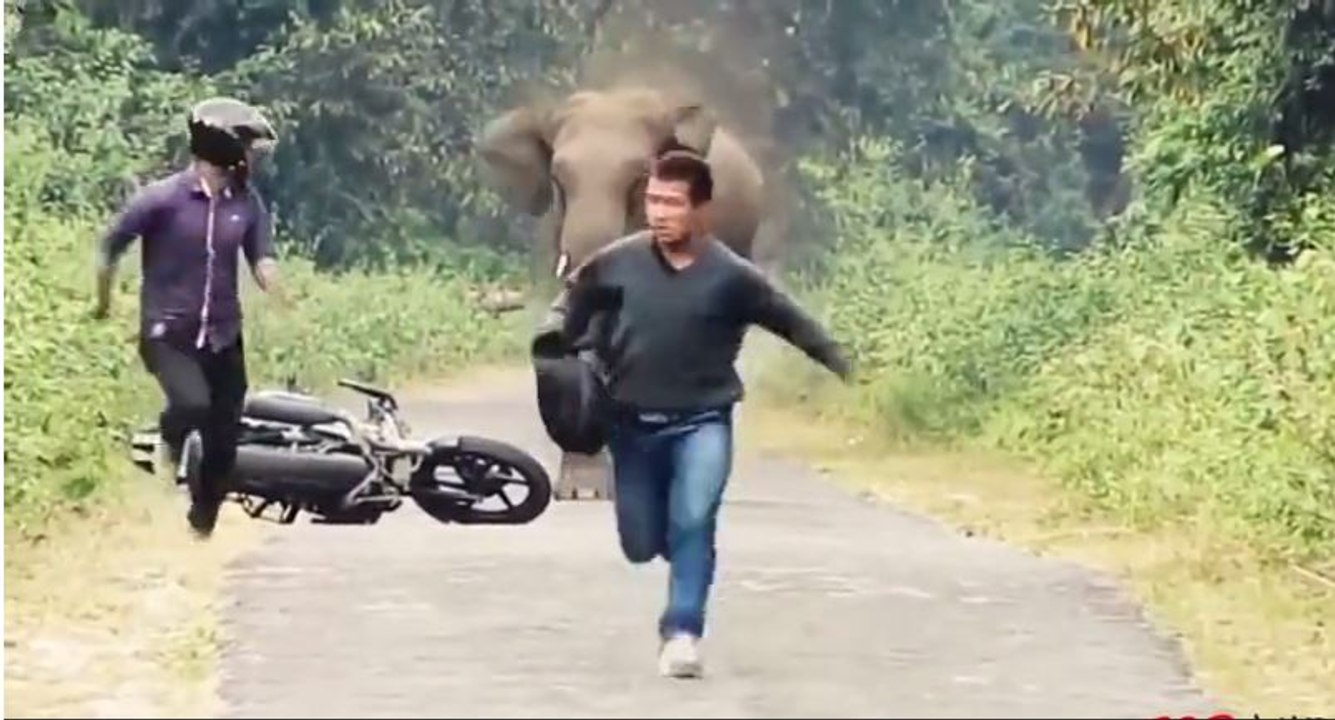 when animals attack humans - Most Animal Attacks On Human Compilation