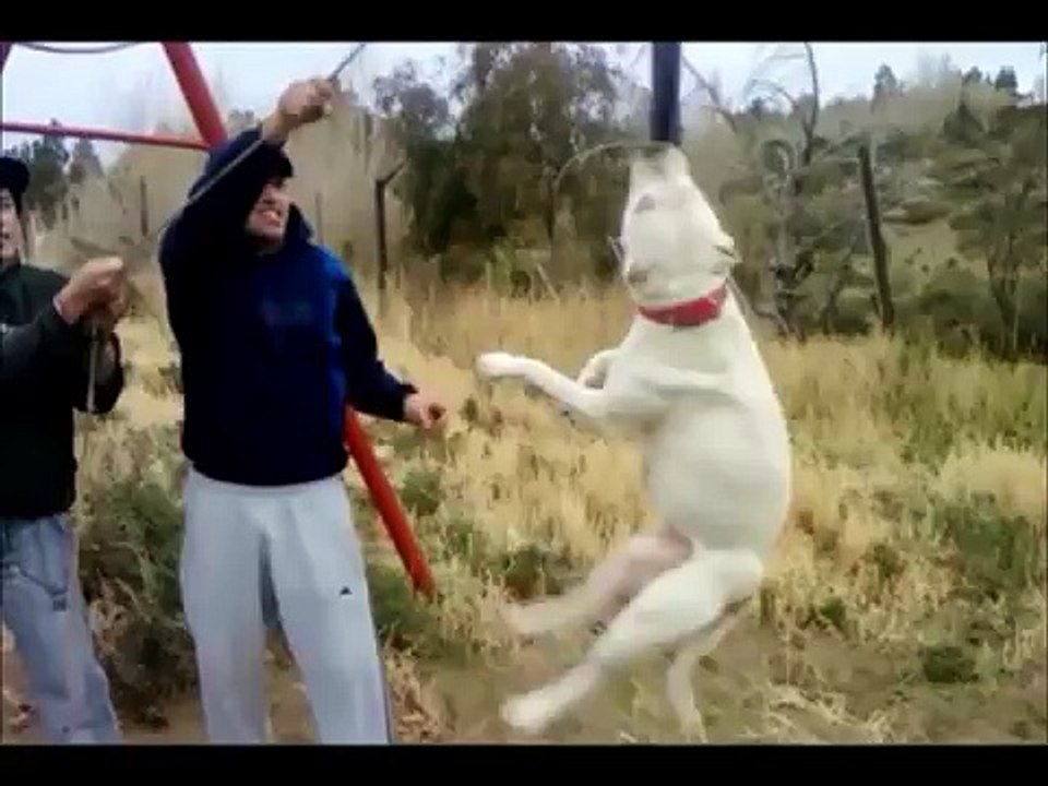 CLUB DESTREZA PITBULL COM.RIV.(APBT)