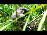 Tri Colored Heron Ibis Pond Pinckney Island
