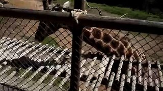 Feeding a Giraffe at the Santa Barbara Zoo