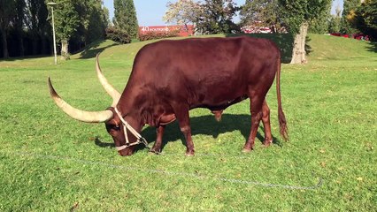 Filmer animal cirque de près