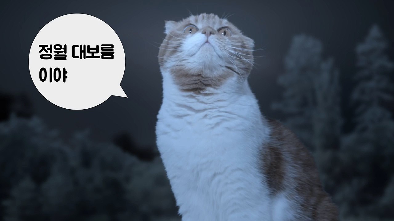 고양이들의 달맞이 Cats view the first full moon. [SURI&NOEL CATs STORY]