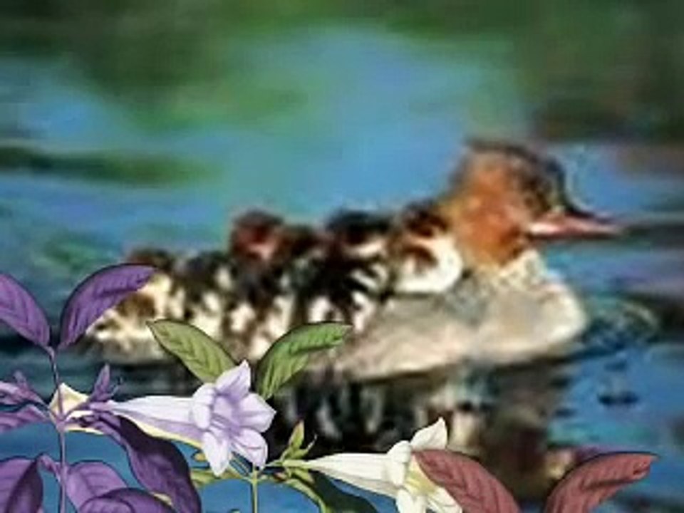 cute animals