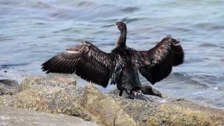 翼を乾かすカワウ　Great cormorant drying wing