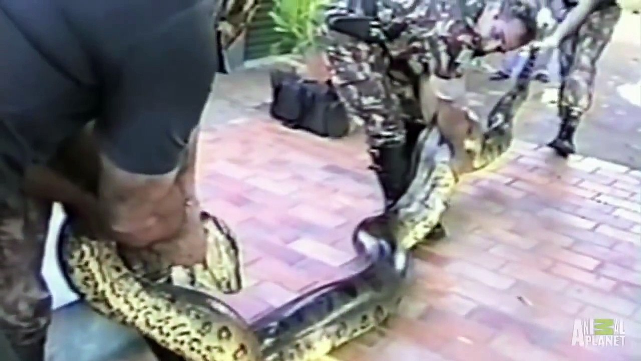Anaconda Engulfs Man's Hand - World's Scariest Animal Attacks-Anaconda engloutit la main d'homme