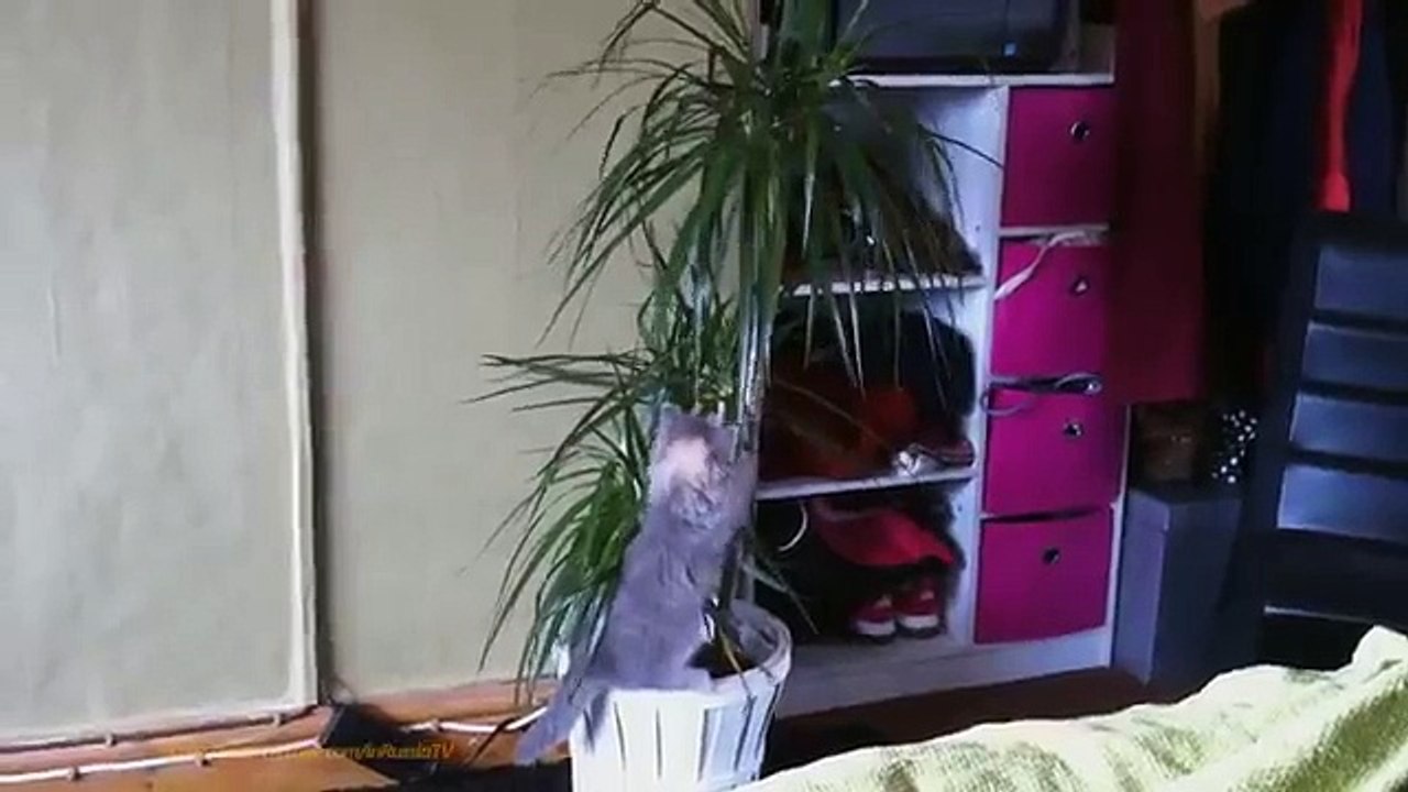 FUNNY VIDEOS Funny Cats Funny Cat Videos Funny Animals Cute Pets Try Not To Laugh