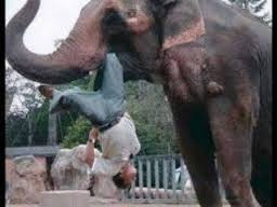 Animal Attack Elephant Attack Compilation-Attaque animale Elephant Attaque