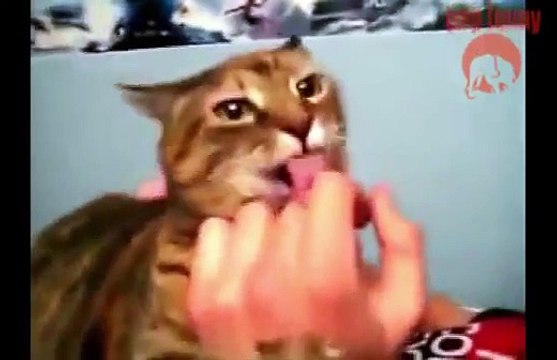 Funny and Cute animal sounds Funny cats sounds and dogs compilation