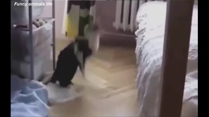 BEST FUNNY Cats Fails - Top ANIMALS COMPILATION Ever Part 2