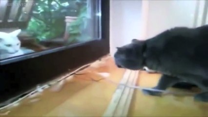 Télécharger la video: Animals Talking - Funny Compilation - Talking Cats