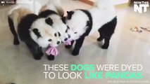 This Woman's Pandas Are Actually Dogs