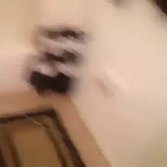 Top 10 Cat Pranks|Cats' Funny Vines