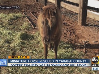 Miniature horse rescued in Yavapai County