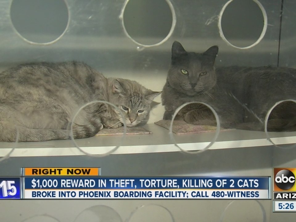 $1,000 reward in theft, torture of two cats