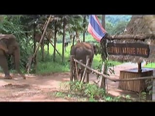 A walk with the Elephants