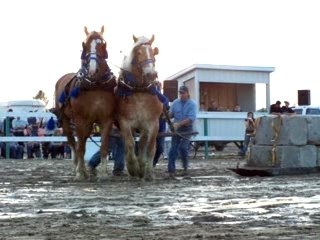 Tir de chevaux lourd 2,Festival équestre 2007