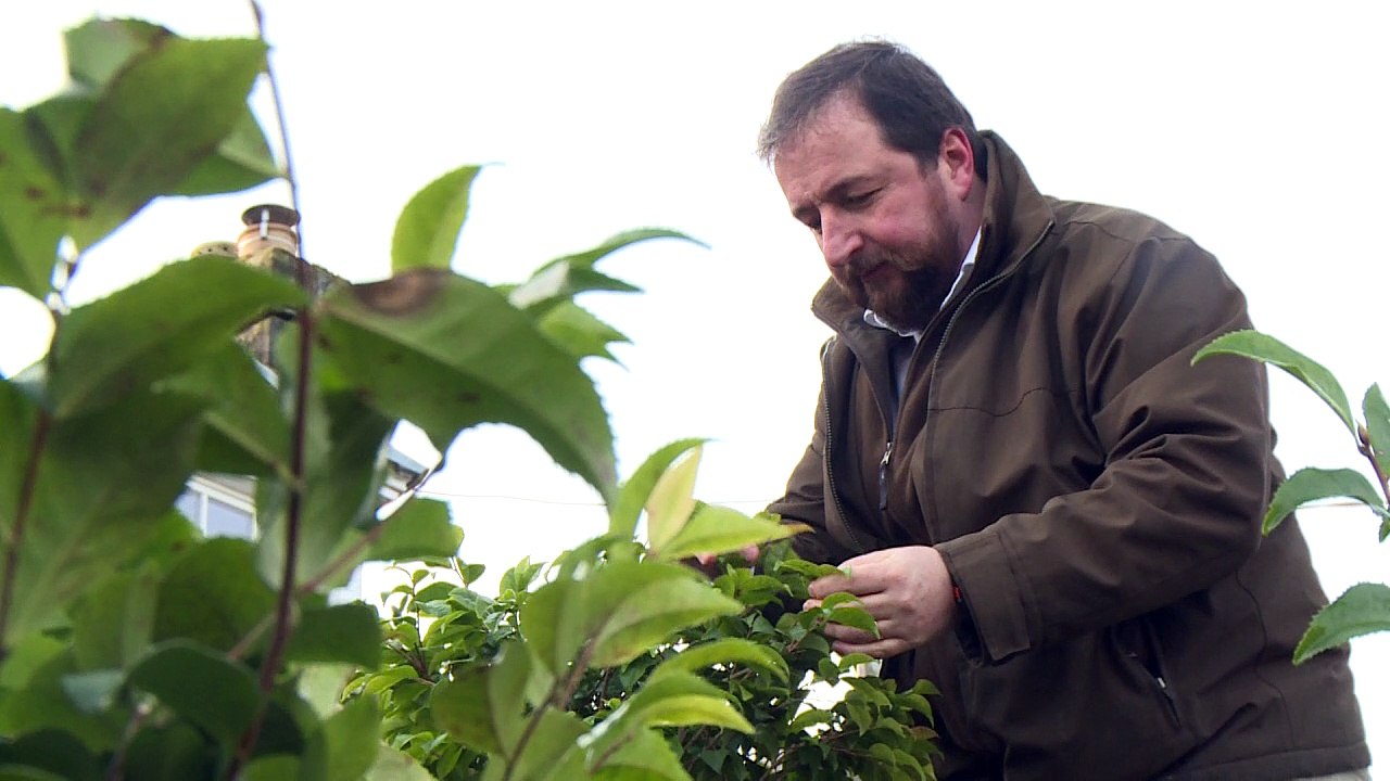 Mild und preisgekrönt: Tee von den schottischen Highlands