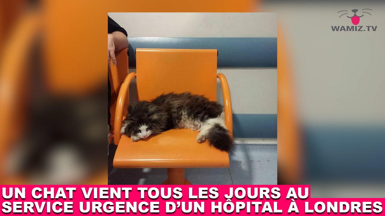 Un chat vient tous les jours au service urgence d'un hôpital à Londres ! Plus d'infos dans la minute chat #163