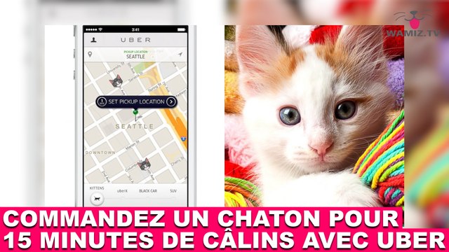 Commandez un chaton pour 15 minutes de câlins avec Uber ! Plus d'infos dans la minute chat #165