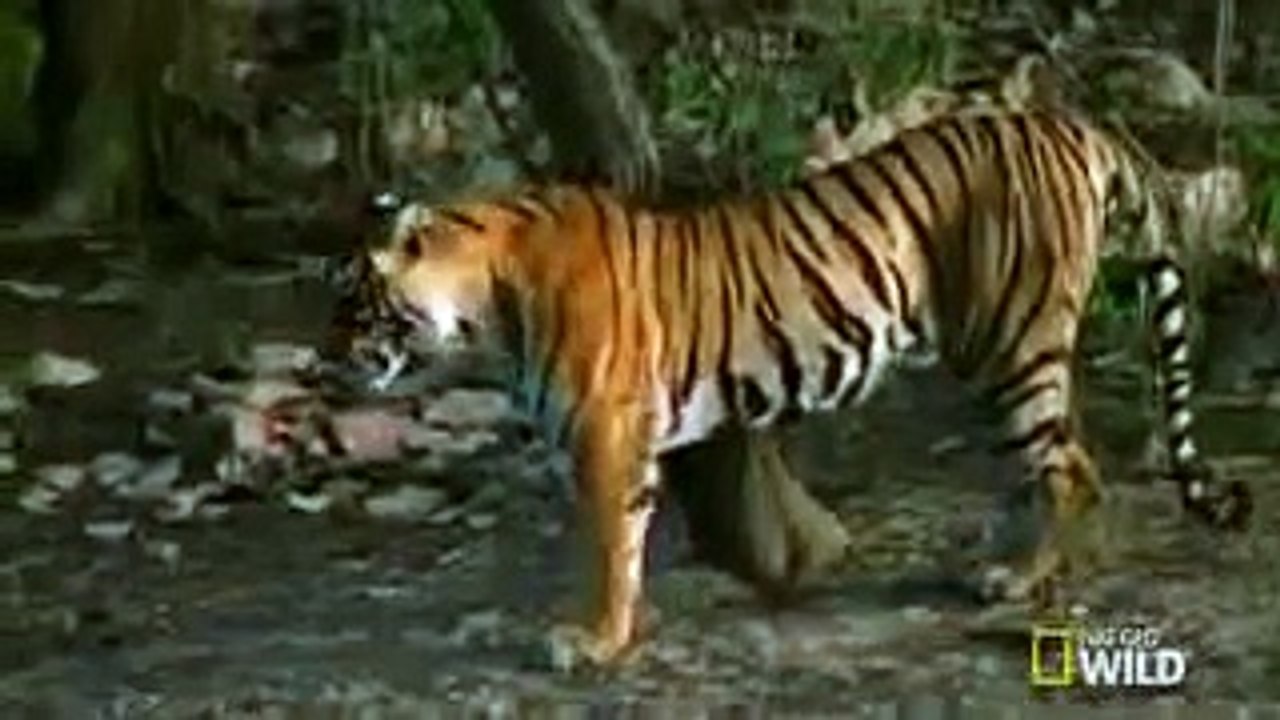 Krokodil vs. Tiger
