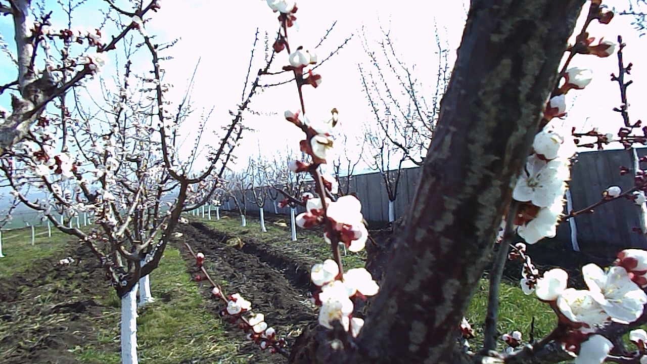 stupina pe 18.03.2016.