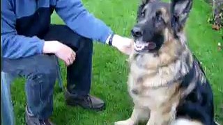 Mouse the dog learns to shake hands