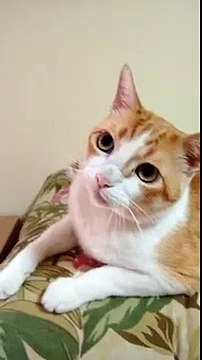 천안출장마사지 【OIO↔2178↔➒➎O5】 비교할 수 없는 천안출장안마