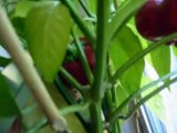 Harvesting paprika (2)