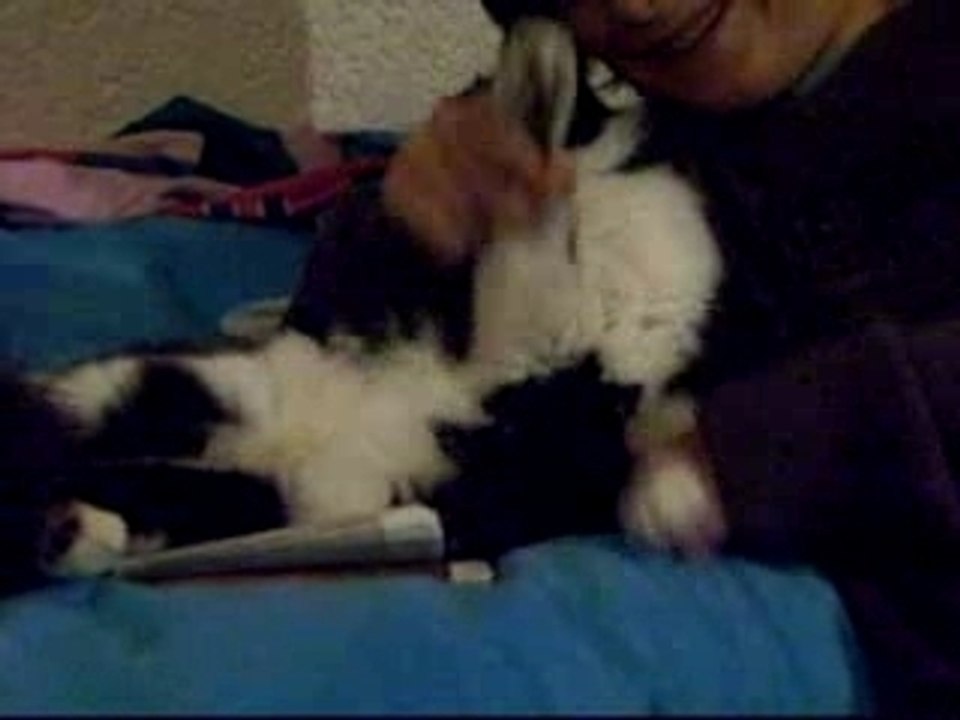Doudou l'hamster