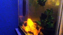 African clawed frog feeding video