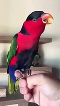 Попугай пародирует телефонный звонок