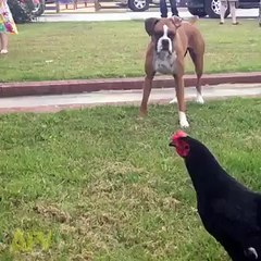 Fight Between Dog And Hen