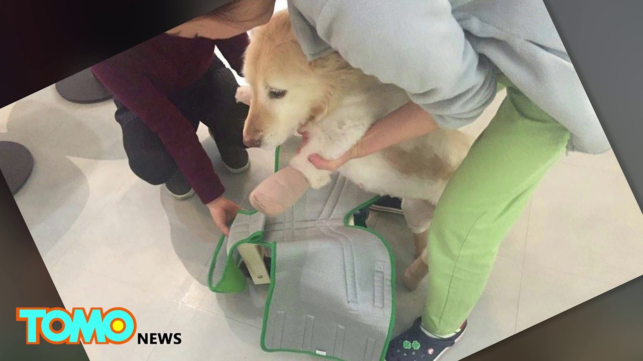 Dog meat: Mutilated dog saved from Korean meat market gets prosthetic legs and and adopted - TomoNews