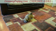 Dreamy Puppy Store Reviews Chantilly Lhasa Apso Girl - Well Trained Puppies of Best Breeds for You