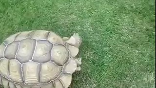 Turtle saves his friend.