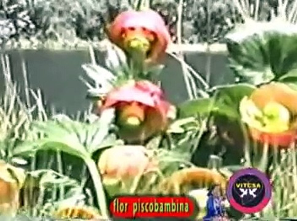 FLOR PISCOBAMBINA FLORES FRAGANCIOSAS