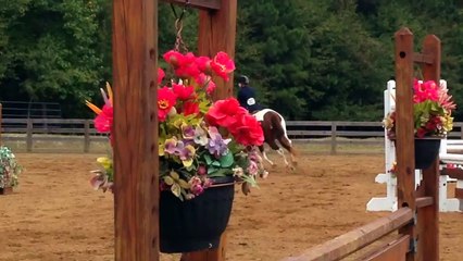 For Sale: Sweet Surprise "Shakako" Jumping