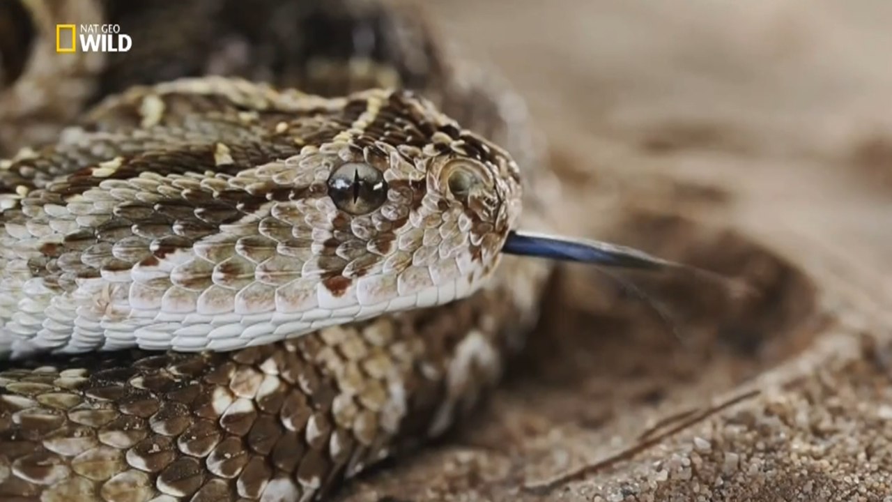 Muhteşem Yırtıcılar: Doğanın En Çok Arananı (Nat Geo Wild Türkçe Belgesel)