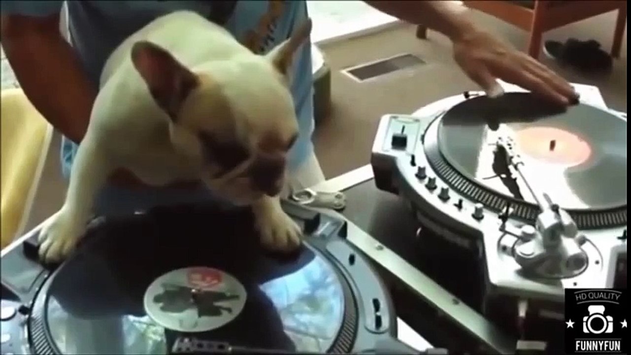 Hài Hước Chú Chó Chơi nhạc Remix DJ Cực Chất - Comedy Dogs Playing Pole Quality DJ Remix