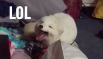 Fox imitates human's laugh and it's hysterical | Adorabo