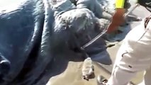 Une créature étrange découverte sur une plage du Mexique