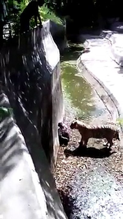 Dilly Zoo Incedent