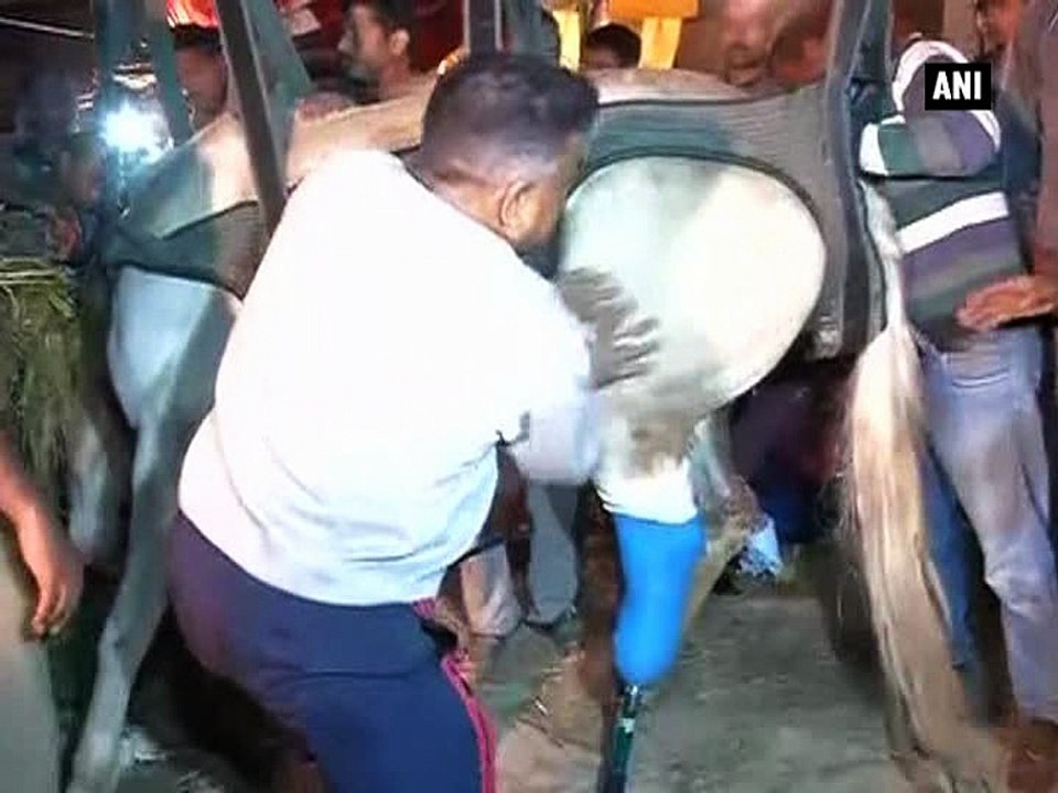 'Amputated' Shaktimaan finds way to stand again