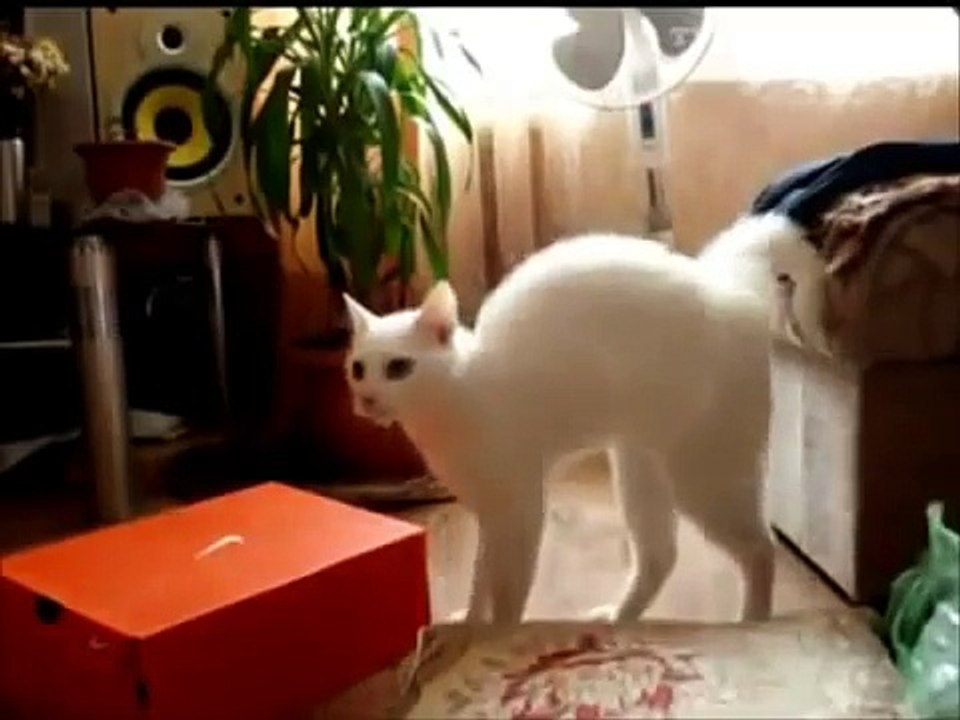 những chú mèo funny