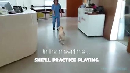 Puppy Who Lost All 4 Paws In Korean Meat Market Finally Gets Adopted