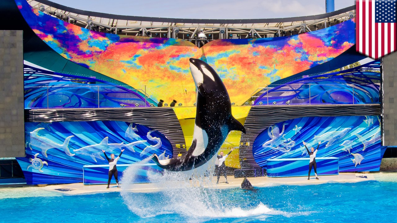 SeaWorld announces orca whale-sized news, ends captive breeding program