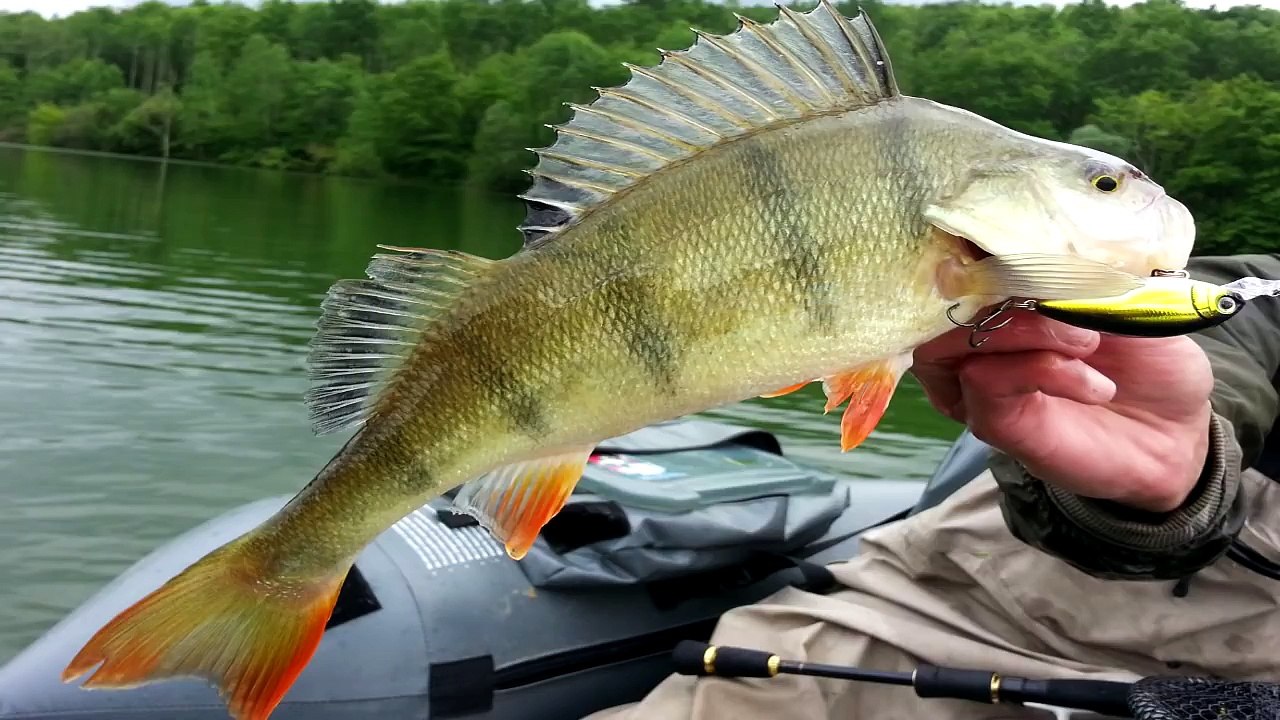 Peche du sandre en streetfishing a Narbonne - GoPro HD