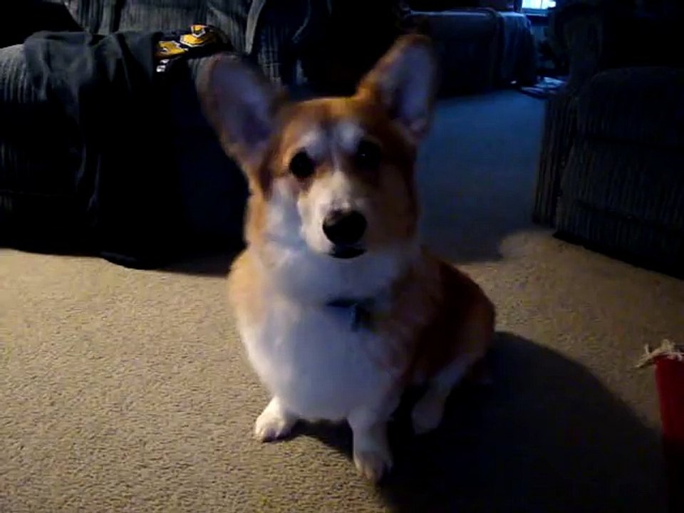 Corgi eat
