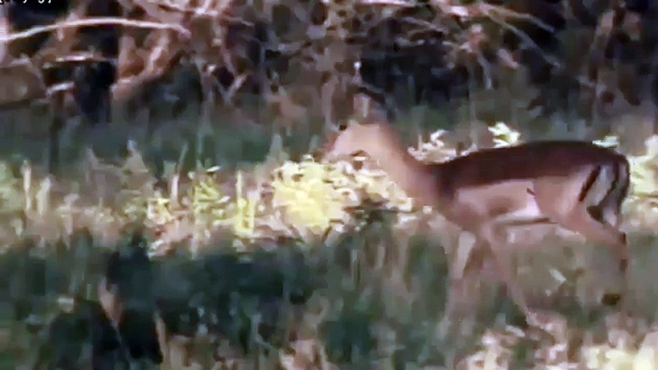 killes Animals Attack at forest at the real