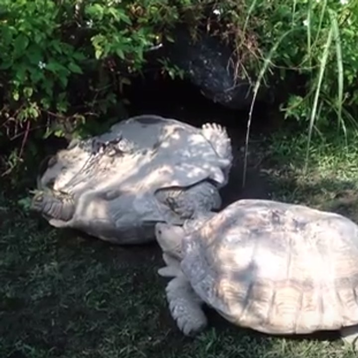 A turtle saves its friend stuck on its back - Vidéo Dailymotion